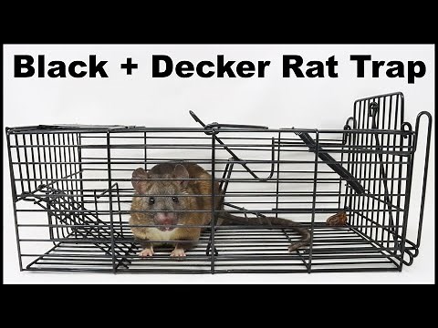 Best Cage Style Trap I have Ever Seen - Black+Decker Trap Catches Rats & Squirrels. Mousetrap Monday