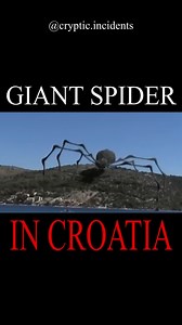 @cryptic.incidents | Spiders are everywhere. Giant , #croatia #balkan #bigspider #spider #giantspider #ufo #cryptid #viral #invasion #caughtoncomera #creature... | Instagram