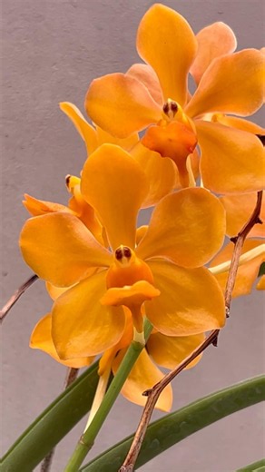 Vanda Dark Orange #orchid #flowers #vanda #garden #orquideas #plants