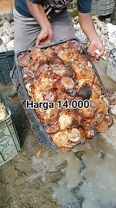 Harga hari ini 14.000 | Puput Ramadhania Hariani