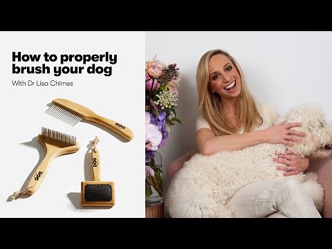 How to properly brush your dog.