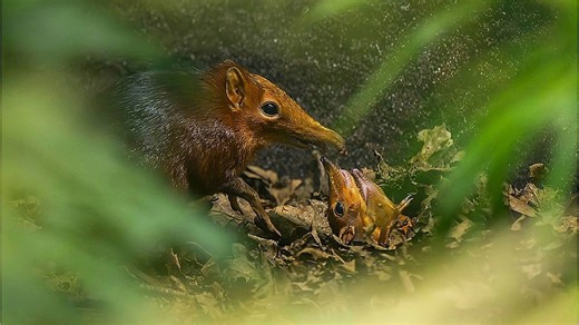 Little miracles! The first elephant shrews are born in the United Kingdom