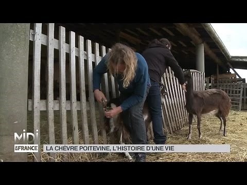 ANIMAUX : La chèvre poitevine, l'histoire d'une vie