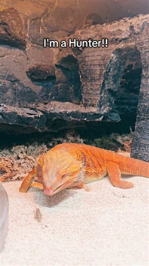 Bearded dragon hunting in New sand in terra. He look happy. #beardeddragon #pogona #lizard #feeding