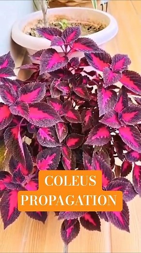Coleus Cutting Propagation – From One Plant to Many! 🌿✨️🪴