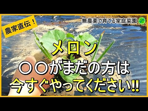 【メロン栽培】病気に強い植え付けのコツから摘芯まで解説！【有機農家直伝！無農薬で育てる家庭菜園】 24/5/21