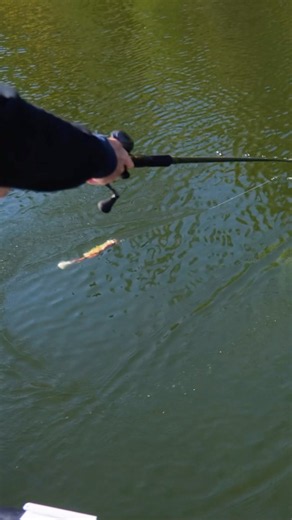 FIGURE 8 🎱 The Whitefish RTF is a killer figure 8 bait thanks to it's hard kicking tail. 💪🔥