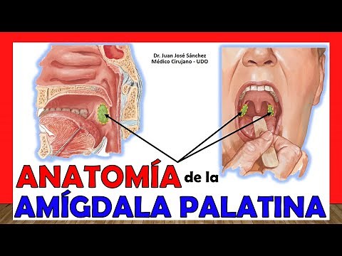 🥇 Palatine Tonsils - (Tonsils), Anatomy. Easy and Simple!