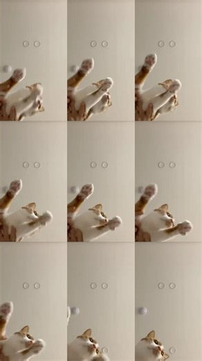 Kitty go zoom~