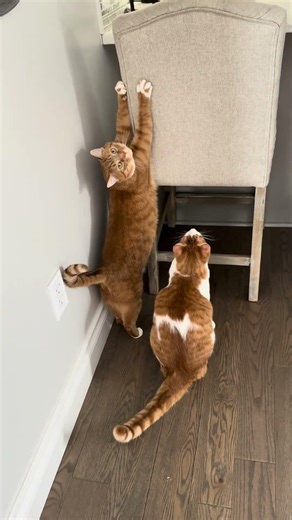 Me & my shadow 😻 #cats