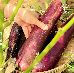 4M views · 10K reactions | This Vietnamese lady grows eggplant in her garden and cooks delicious dishes. Credit: Bếp nhà quê - youtube.com/channel/UC-8vRvO8UTFThDvrEU0ASJQ | Taste Life | Facebook