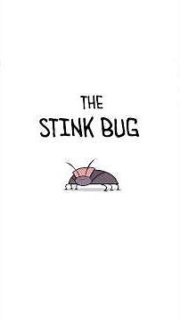 Stink Bug