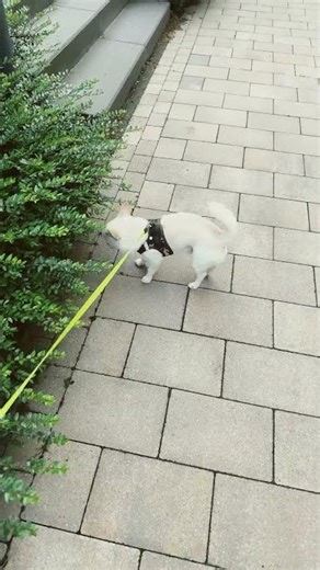 Orlando Sniffed Out Every Secret on His Walk