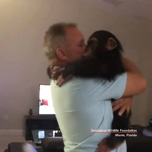 TOUCHING REUNION: This chimpanzee, named Limbani, was recently reunited with the couple who raised him during the first months of his life. His reaction was priceless. STORY: https://bit.ly/2lSjh85 | FOX 13 News - Tampa Bay