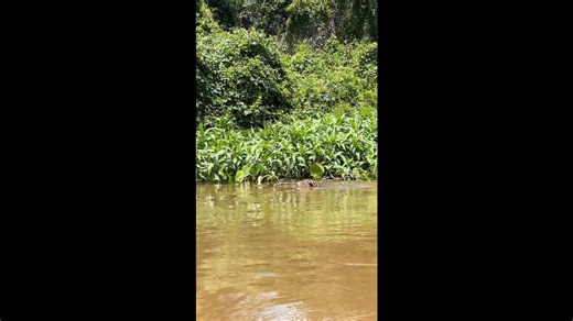 Leopard Swimming in the River on a Sunny Day