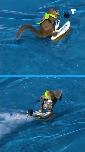 Twiggy, la ardilla más viral del planeta | Telemundo San Diego