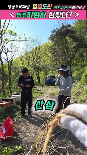 [지장사에는 산삼이있을까?]#엄딸도반 #사찰순례#청주지장사#산삼#산양삼#산사체험
