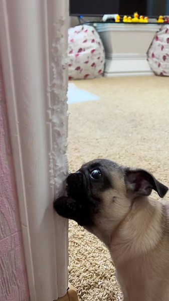 Cute Light Brown Pug Sniffing Door Frame