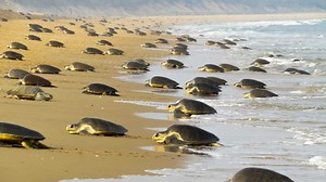 In a first, over 6 lakh Olive Ridley turtles lay eggs on Odisha beach