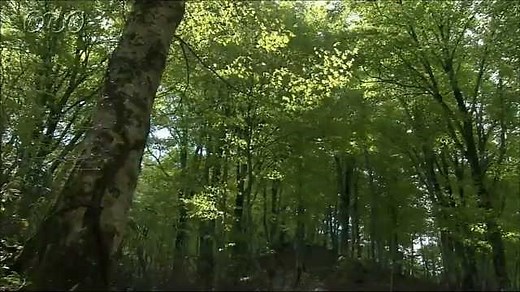 森林の役割・生き物のすみか | NHK for School