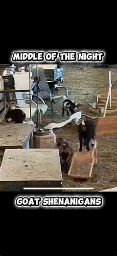 The goats found a roll of paper towels! #goat #babygoat #naughty #steinmetzfamilyfarm | Steinmetz Family Farm