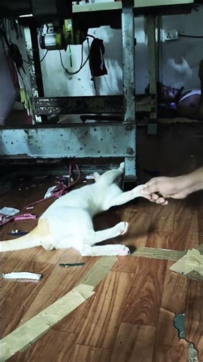 Do you want to pet a cat?❤️#pets ​🤗 #viral​ #shorts​ #catsfamily​🐾 #animals​ #facts​ #streetcats