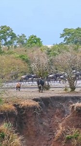 1.9M views · 8.2K reactions | Kehidupan satwa dan binatang buas di alam liar #satwabuas #binatangbuas #rajahutan #hutanrimba #alamliar #animal #tiktok #viral #predator #hyena #crocodile #amazinganimal #deer #wild #world #xuhuong #crocodile #fypreels #wildlife #lawofnature #foryoupage #lion #tiger #satwa | Prburuan Liar | Facebook