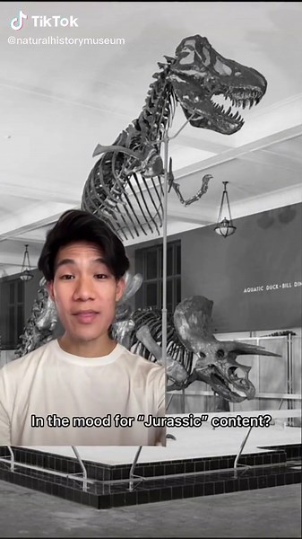 Discovering the First T. rex Fossil: A Museum Journey