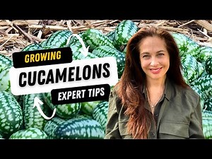 How to Grow Cucamelons: A Fun, Easy Vegetable to Plant