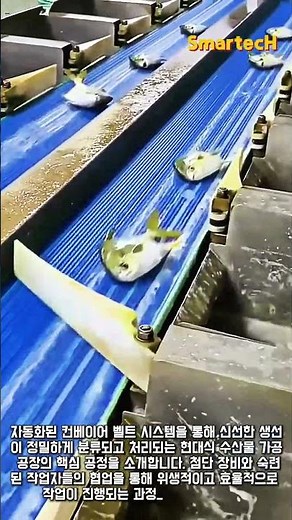자동화 시스템 기반 수산물 가공 공장 생선 분류 공정 #worker #process #fish #factory #automation