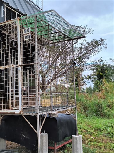 Essential Loft Setup for Healthy Pigeons