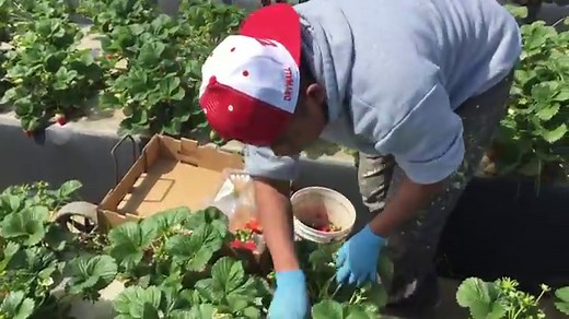 How Strawberries Are Grown, Harvested & Packed in California - The Produce Nerd