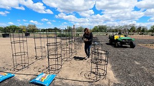 66K views · 6.2K reactions | Planting 30 Varieties of Tomatoes & 10...