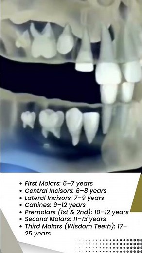 Teeth Eruption Sequence | Acme Dental Lounge | Pune
