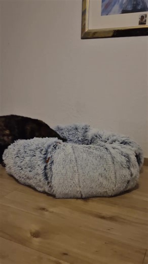 #💚 #catlover #shanti #simba #love