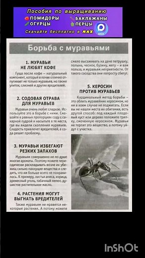 как избавиться от муравьев в огороде