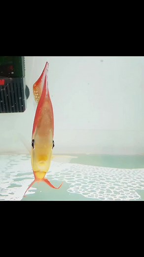 Discus Show in Shanghai 🇨🇳 #discus #discusfish #discusaquarium #china #cips #shanghai #oliverknott #okaqua #okisback #aquascape #aquarium #aquascaping #aquariumhobby #aquariumtank #aquariums #akvaryum #instapet #myhobby #aquariumfish #instafish #tropicalfish #aquatic #aquaticlife #fishtank #fishkeeping #freshwaterfish #aquaticplants #aquariumplants | Oliver Knott