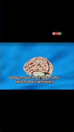 Decoding Animal Dreams: What Creatures Experience in Sleep