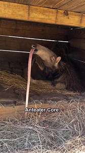 Why Anteaters Have Unique Tongue-focused Faces