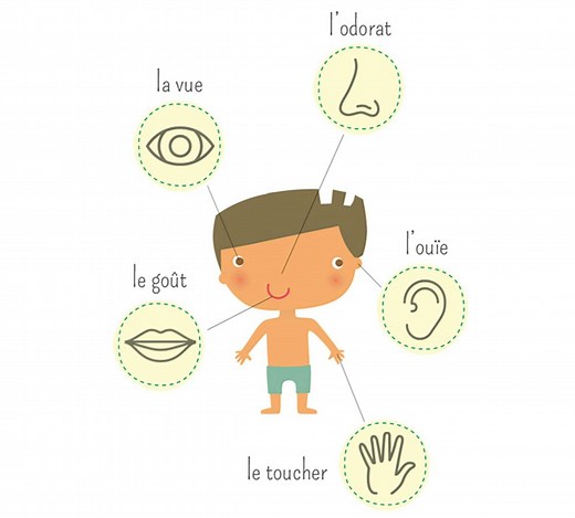Quels sont les cinq sens de l'être humain ?