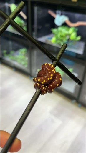 Brown sugar 😍 #gtp #brownsugar #nextlevel #levelup #motivation