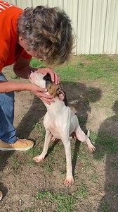 UPDATE: HERCULES HAS GONE TO FOSTER. Thank you Hill Country SPCA for tagging him and for the new foster that stepped up to take care of him and move him out of harm's way! WE ARE SO GRATEFUL! Today has been tough at Kerr County Animal Services.. several dogs arrived in rough shape. "Hercules" was with his partner "Hope" and they were abandoned in an unoccupied house for perhaps 2 weeks or longer. They are malnourished and skinny. Hope has been picked up by a rescue since she was so very underwei