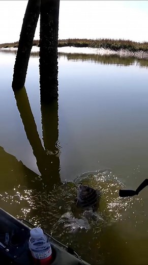 That was easy! - 7490256375751216414 . #catchandrelease #fishtok #fishing | Beaufort SC fishing