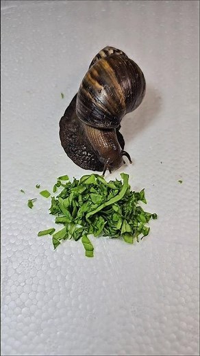 snails eating ASMR #snail #eating #asmr #shortvideo