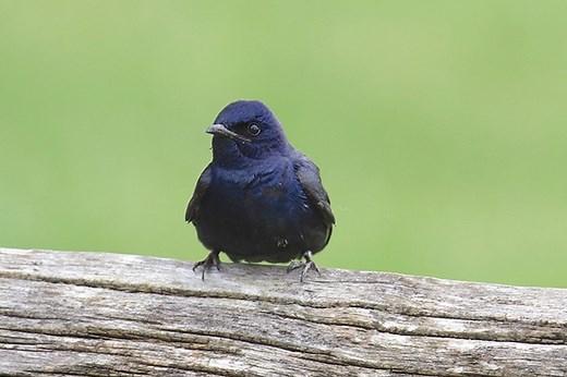What Do Purple Martins Eat? A Definitive Guide & Answer - Bird Informer