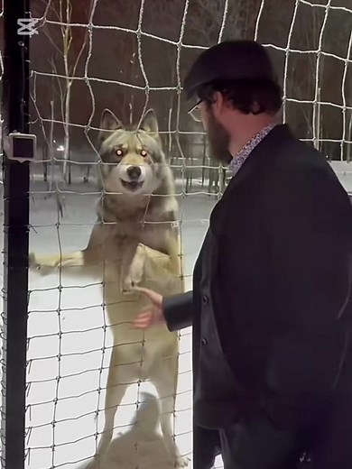 loneliestwolf sur TikTok