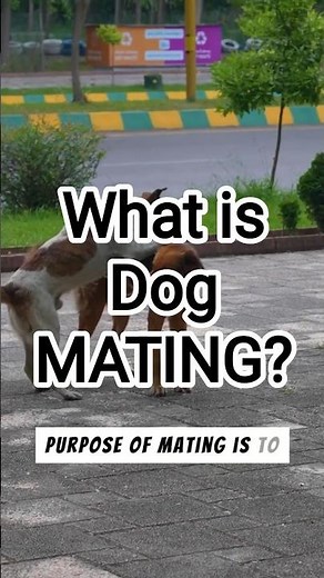 What is Dog MATING?