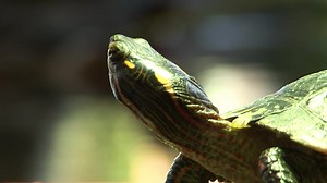 305 reactions · 38 shares | Animal encounters bring you up close and personal with our animal ambassadors: snakes, turtles, blue jays, owls, porcupines and more. These are included with admission and take place daily during open hours (Fridays-Sundays beginning May 5). | The Wild Center | Facebook