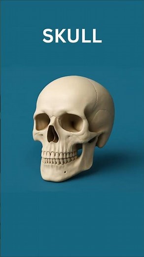 Human Bones Explained in 60 Seconds | Learn Skeleton Bones for Kids