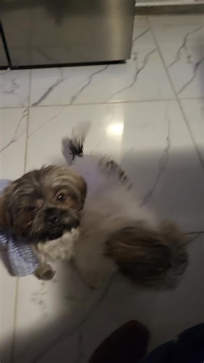 trony (@trony560)’s videos with original sound - Humor es felicidad